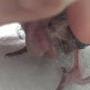 Ninfa papillera con buche dudoso